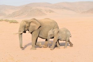 Damaraland elephant and baby elephant