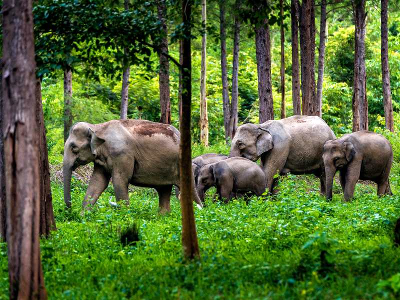 Elephant herds and beaches of Hua Hin - Thailand Holidays