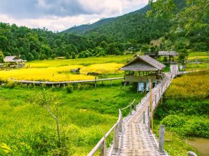 Pai rice paddies raised path