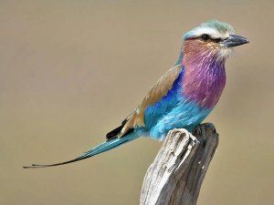 lilac breasted roller