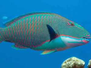 Colourful green and orange parrotfish swimming near coral
