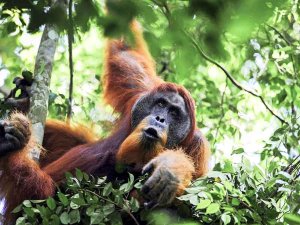 Orangutan in Borneo