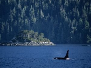 orca in water trees behind