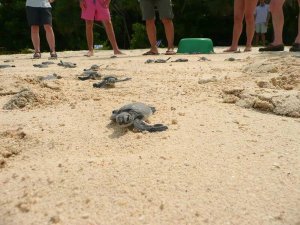 Baby turtles on Lankyanan beach