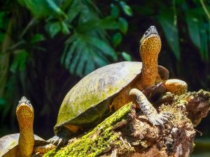 Tortuguero turtles