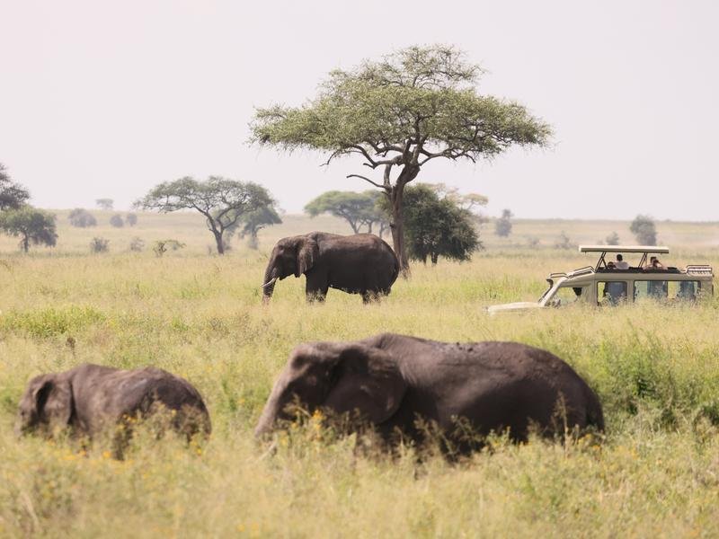 Elephants and safari jeep in Tarangire National Park