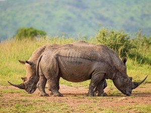 South Africa - Hluhluwe - Rhino