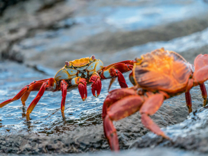 Two Sally Lightfoot crabs facing each other on wet volcanic rock, Galápago