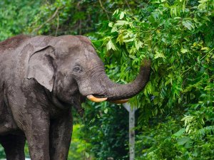 elephant in Khao Yai National Park