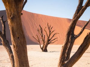 Dead trees in a dry cracked white pan with a towering orange sand dune under a clear blue sky in Namibia