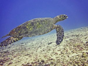 Turtle swimming underwater