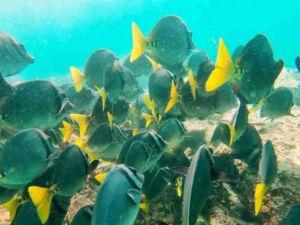 School of yellow-tailed surgeonfish swimming over a reef, Galápagos