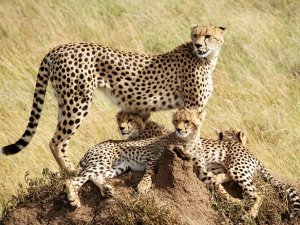 Cheetah Tanzania