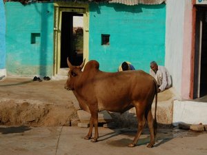 Indian cow