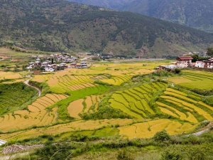 Green landscape Bhutan