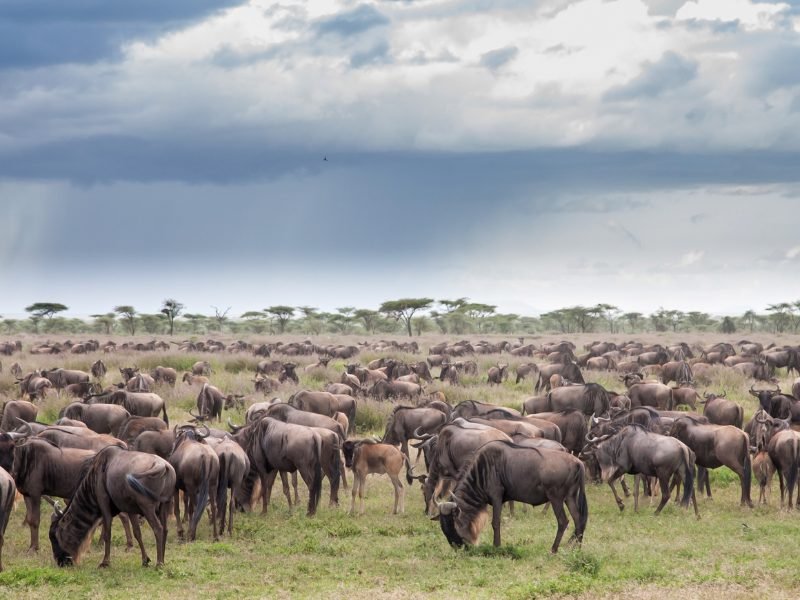 Large numbers of wildlife migrating
