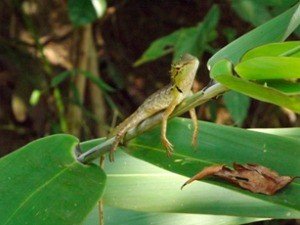 Lizard Thailand