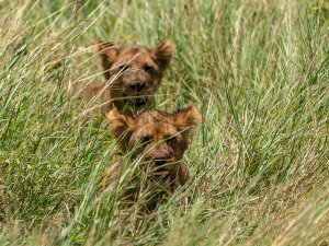 mother lion with Cubs