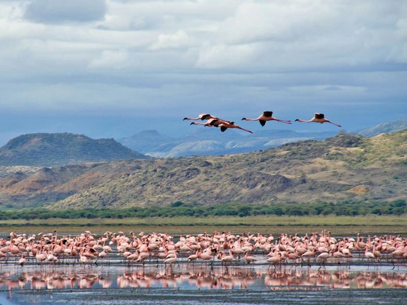 Flamingos flying and on Lake Natron