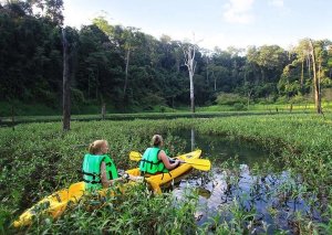 Two people kayaking surrounded by trees