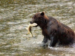 Grizzly bear in river with salmon in mouth