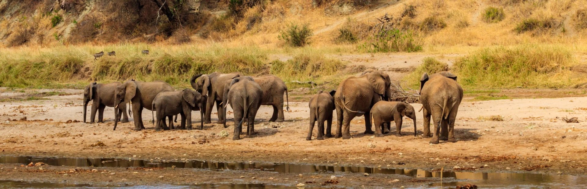 elephants in Tarangire national park