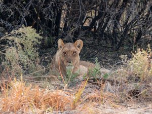 Moremi Game Reserve lion