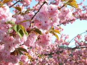 takayama blossom