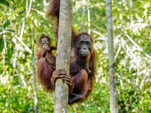 Large orangutan and baby in the trees