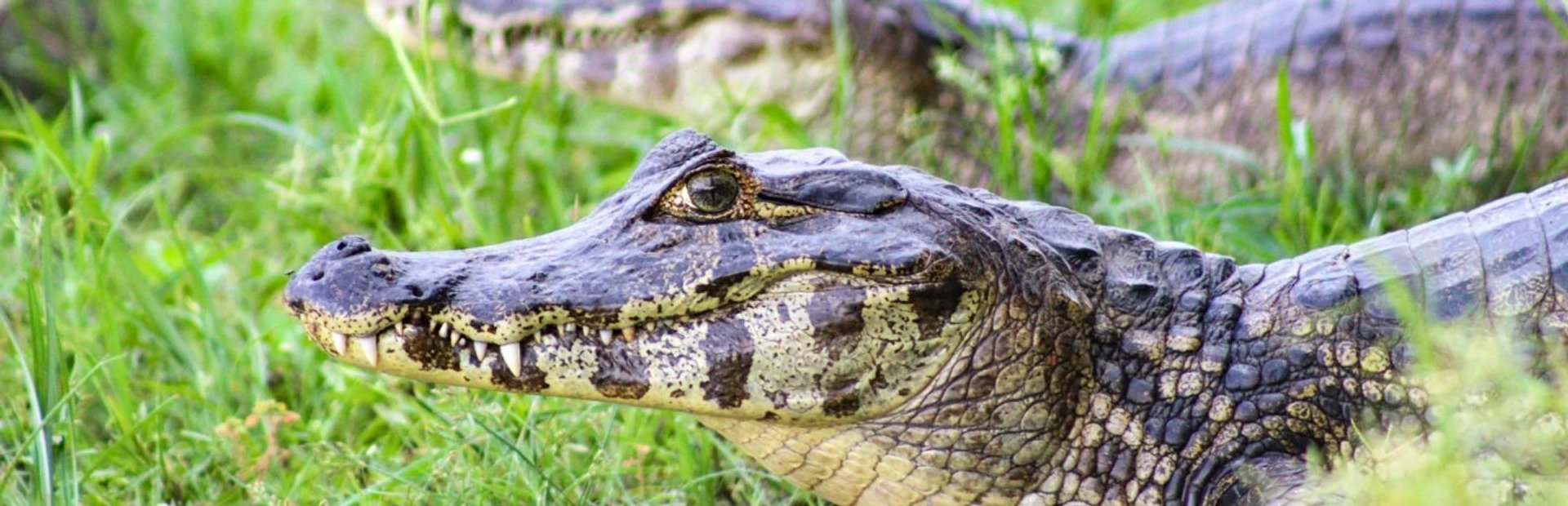 Caiman Amazon wildlife spotting Brazil