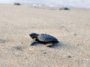 Baby turtle on the sand