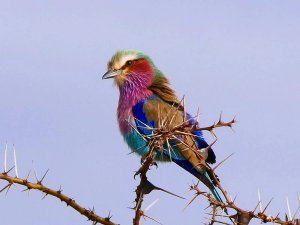 Lilac breasted roller