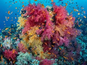 Bright red sea marine life 