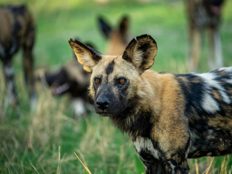 painted dog Tanzania