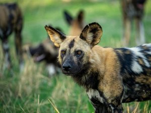 painted dog Tanzania 