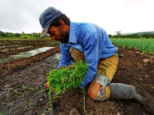 Local man kneeling down holding veg in the mud
