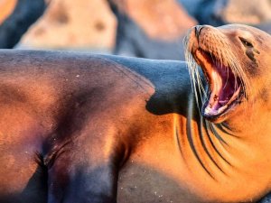 Sea Lions Wildlife Galapagos