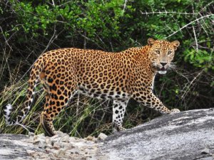 Sri Lanka leopard