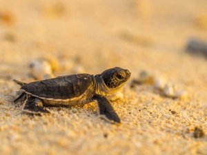 Baby turtle on sand