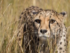 Botswana - Chobe - Cheetah