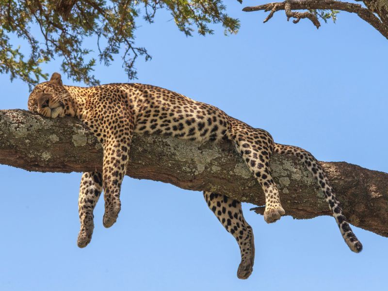 Leopard in tree