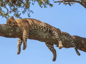 Leopard in tree