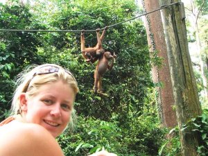 Tourist watching orangutans in the trees 