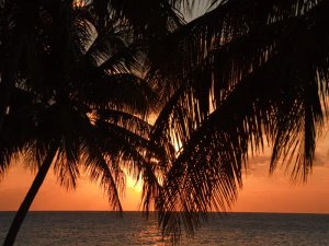 Silhouetted palm trees against an orange sunset over the ocean in Cuba