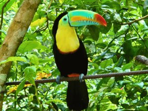 Toucan