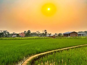 Paddy field at sunset