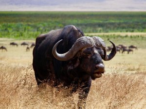 buffalo