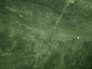 Nazca bird
