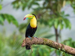 Toucan in Boca Tapada