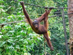 Orangutan